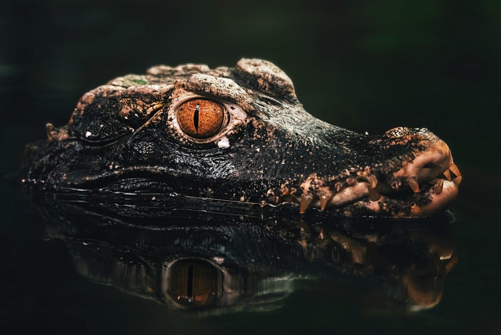 yacare itá o enano Paleosuchus palpebrosus