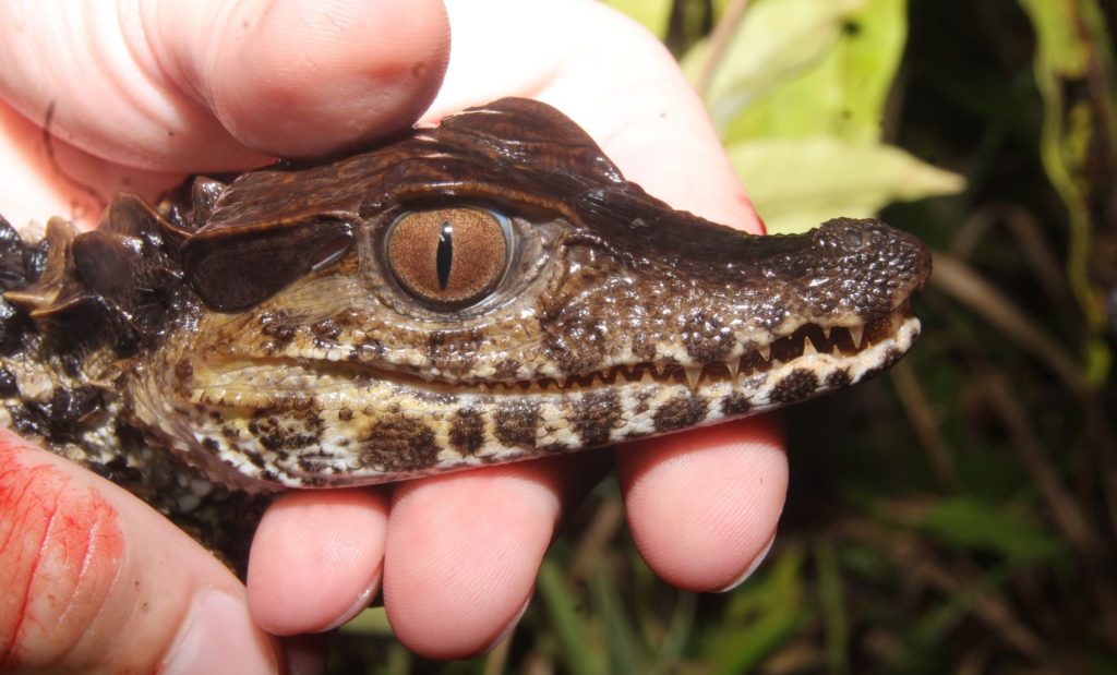 bebe de caiman enano de cuvier
