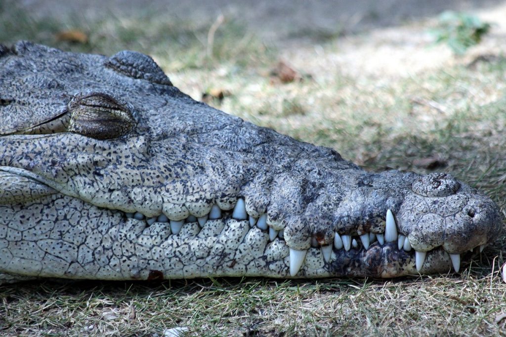 ▷【 COCODRILO AMERICANO 】- Crocodylus acutus. Ven a conocerlo