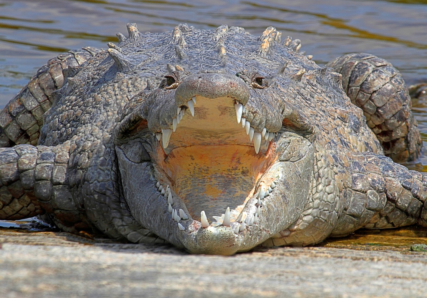 COCODRILO AMERICANO 】- Crocodylus acutus. Ven a conocerlo