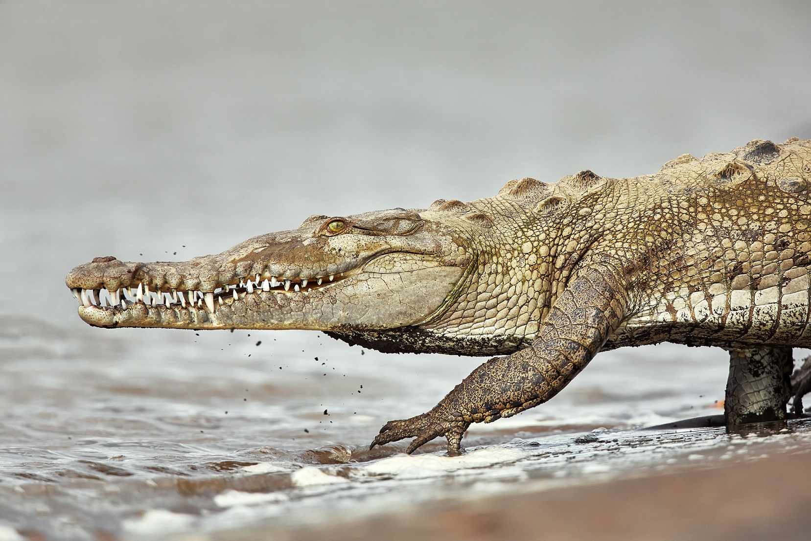 COCODRILO AMERICANO 】- Crocodylus acutus. Ven a conocerlo