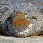 Cocodrilo americano (Crocodylus acutus)