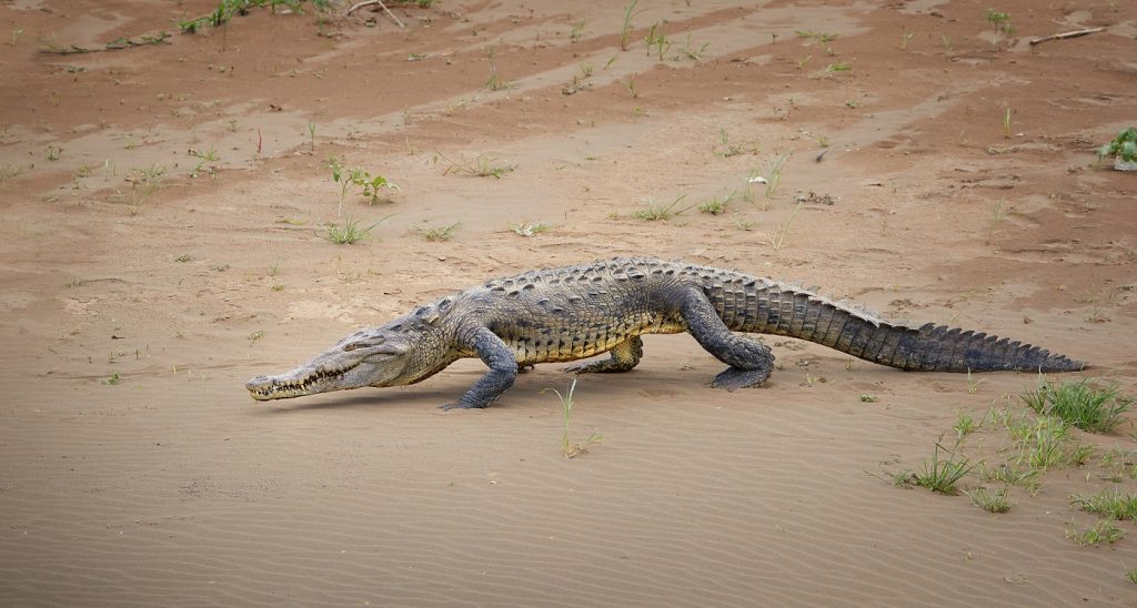 ▷【 COCODRILO AMERICANO 】- Crocodylus acutus. Ven a conocerlo