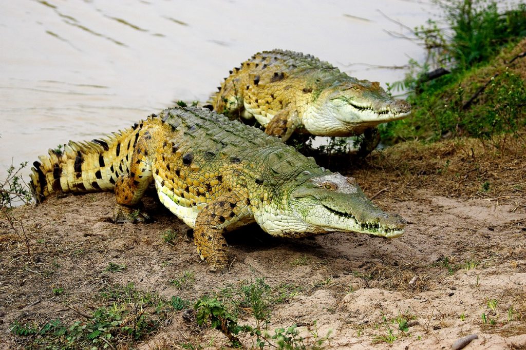 Cocodrilo del Orinoco o Crocodylus intermedius