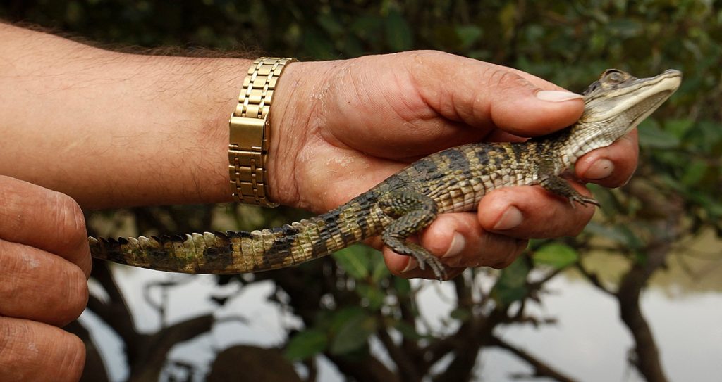 bebe de Cocodrilo del Orinoco