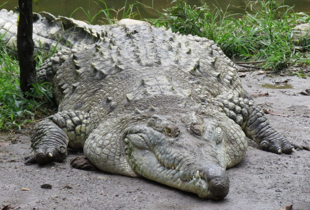 ejemplar adulto Crocodylus intermedius características