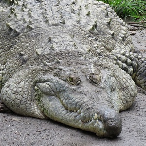 Cocodrilo del Orinoco Crocodylus intermedius icono