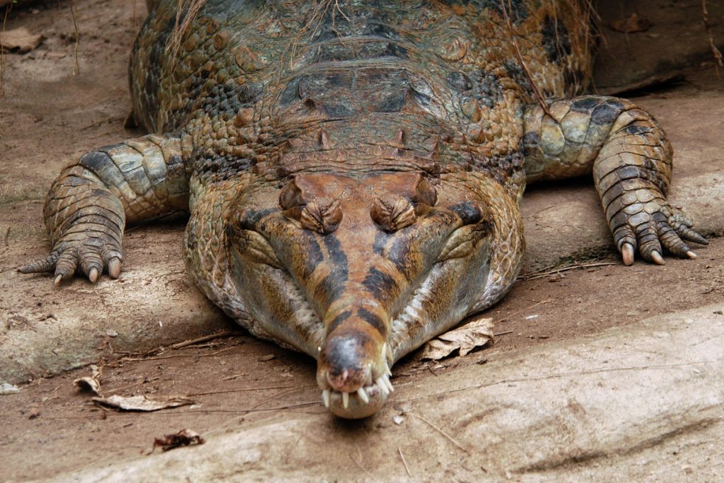 gavial malayo