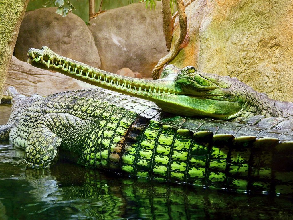 alimentación de Gavial o Gavialis gangeticus