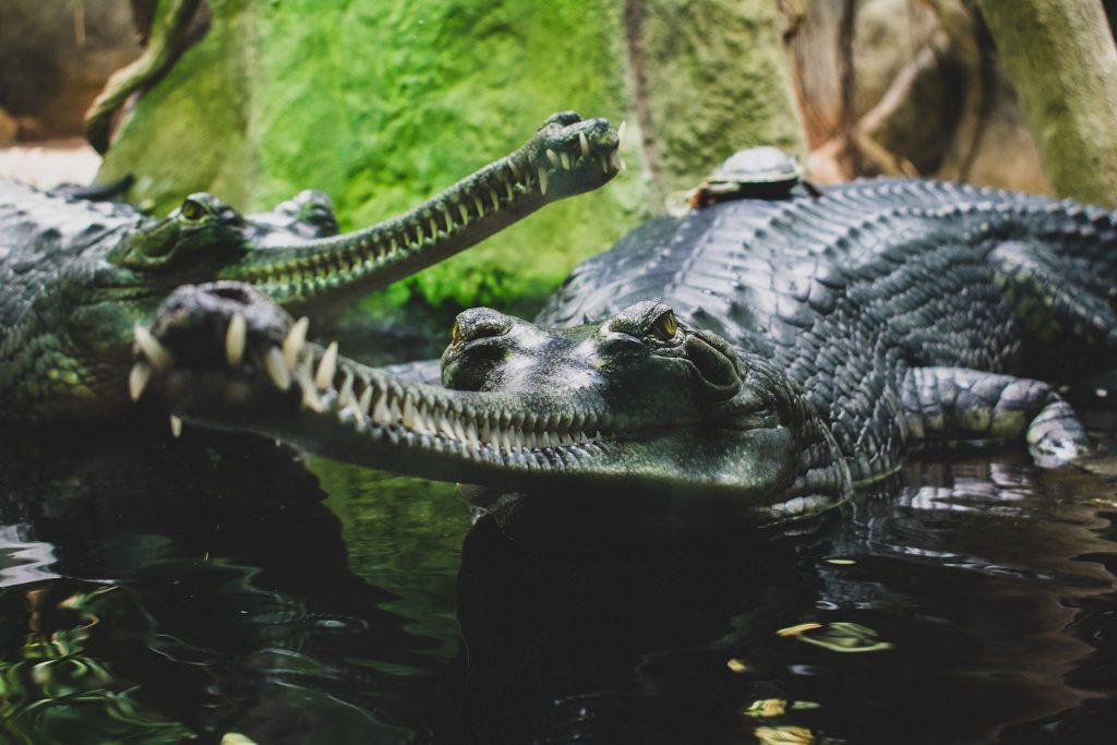 características del gavial del Ganges