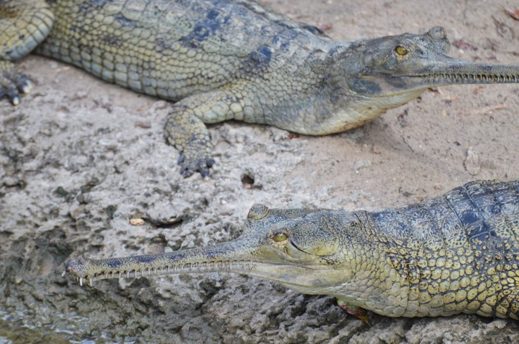 gaviales o Gharials