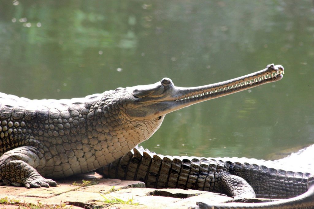 hábitat del gavial