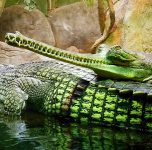 Gavial (Gavialis gangeticus)