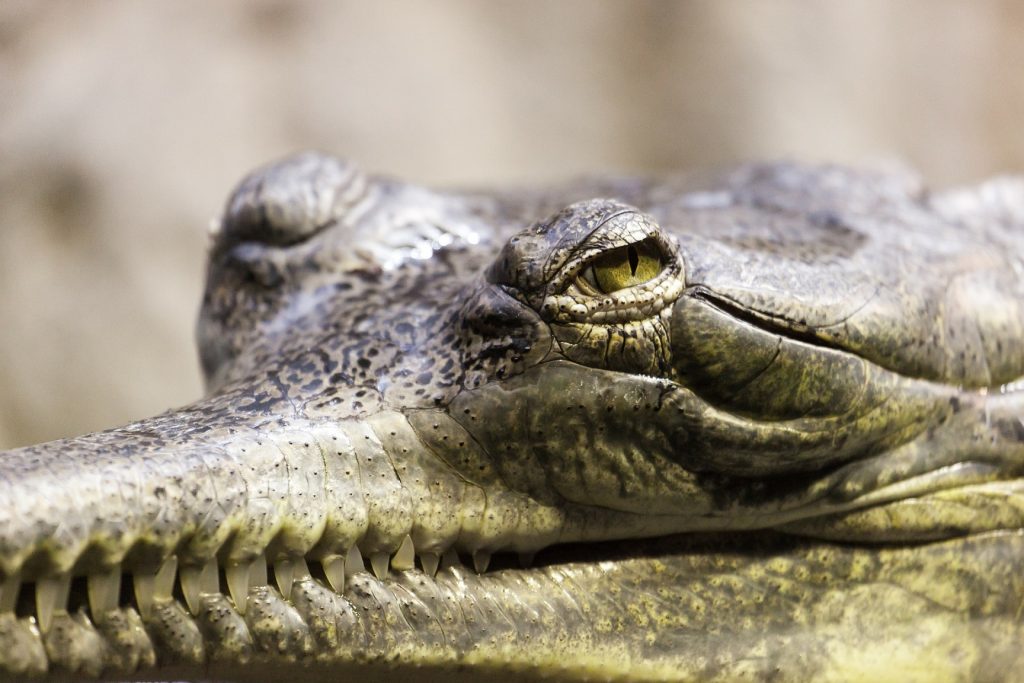 mirada desafiante de un gavial