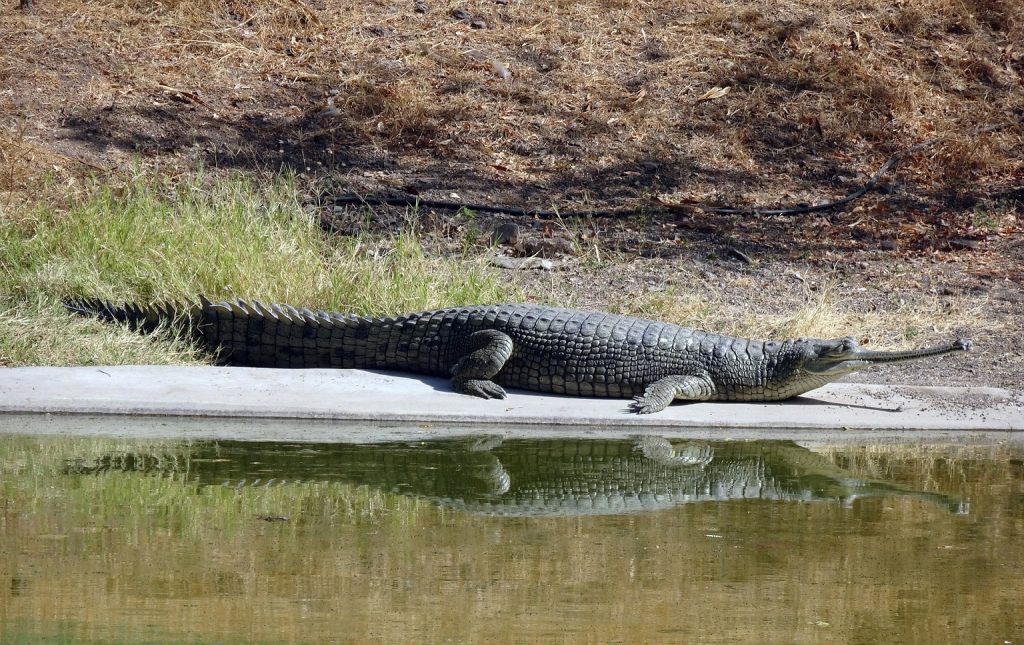 gavial indio en la orilla del un río