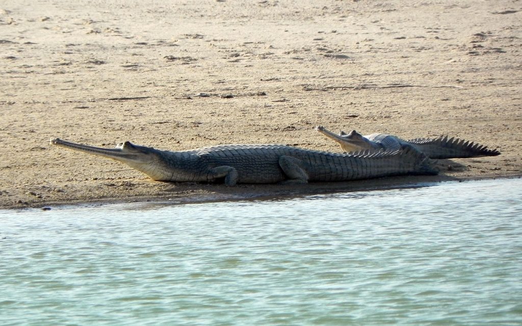 Gharial