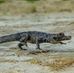 Caimán negro o jacaré negro (Melanosuchus niger)