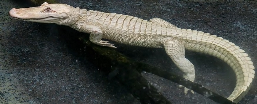 cocodrilo albino o blanco nadando