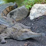 Cocodrilo australiano de agua dulce o cocodrilo de Johnstone (Crocodylus johnstoni)