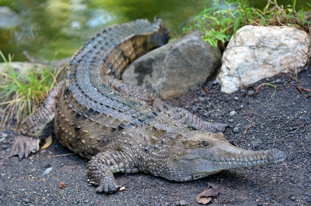 Cocodrilo australiano de agua dulce o Crocodylus johnsoni