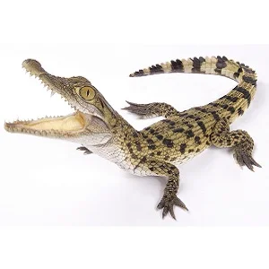 Cocodrilo filipino o Crocodylus mindorensis icono