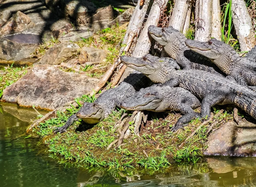 Habitat del cocodrilo de Johnstone o Crocodylus johnsoni