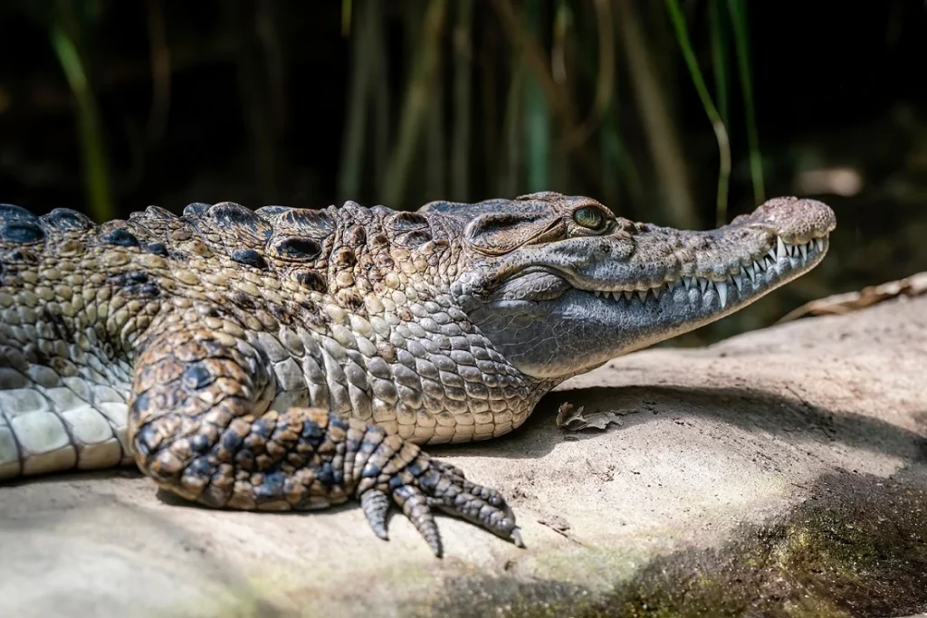 cocodrilo de mindoro o crocodylus mindorensis