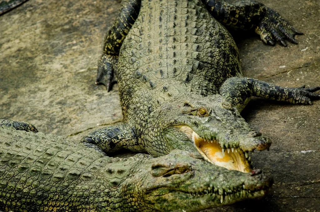 crocodylus mindorensis